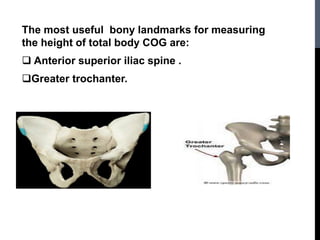 The most useful bony landmarks for measuring
the height of total body COG are:
 Anterior superior iliac spine .
Greater trochanter.
 