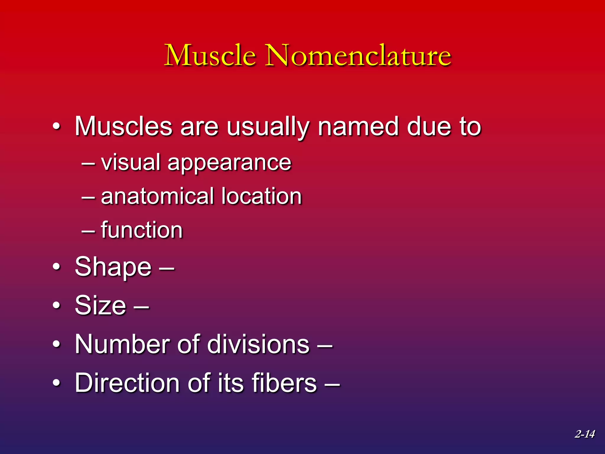 2-14
Muscle Nomenclature
• Muscles are usually named due to
– visual appearance
– anatomical location
– function
• Shape –
• Size –
• Number of divisions –
• Direction of its fibers –
 
