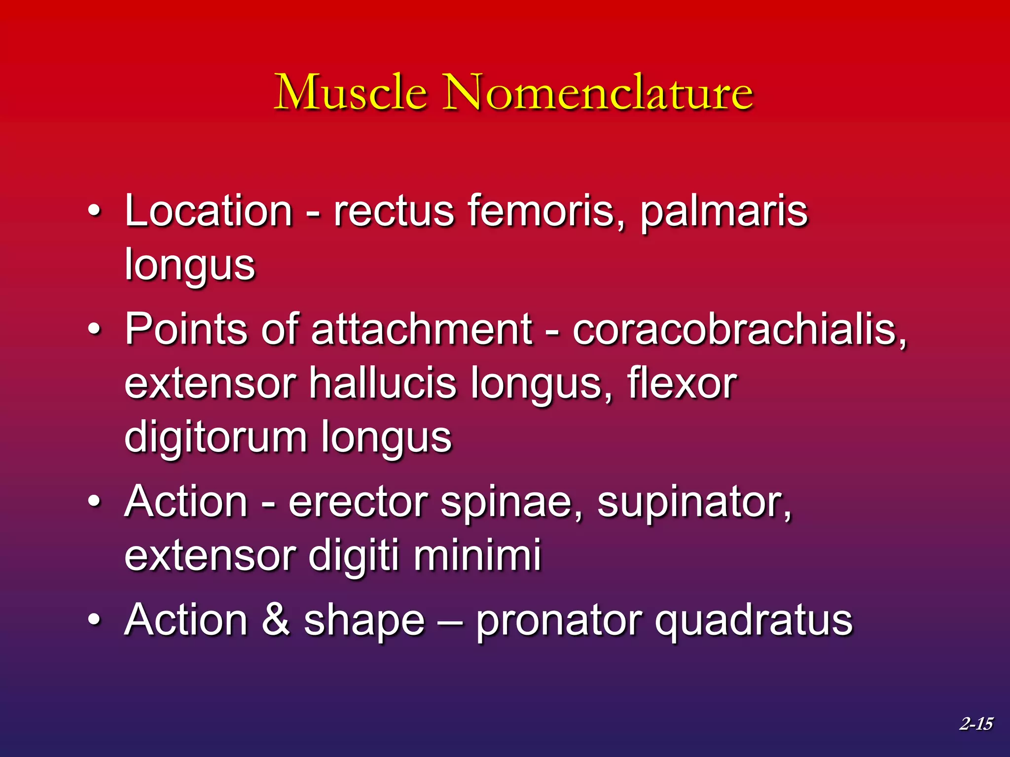 2-15
Muscle Nomenclature
• Location - rectus femoris, palmaris
longus
• Points of attachment - coracobrachialis,
extensor hallucis longus, flexor
digitorum longus
• Action - erector spinae, supinator,
extensor digiti minimi
• Action & shape – pronator quadratus
 