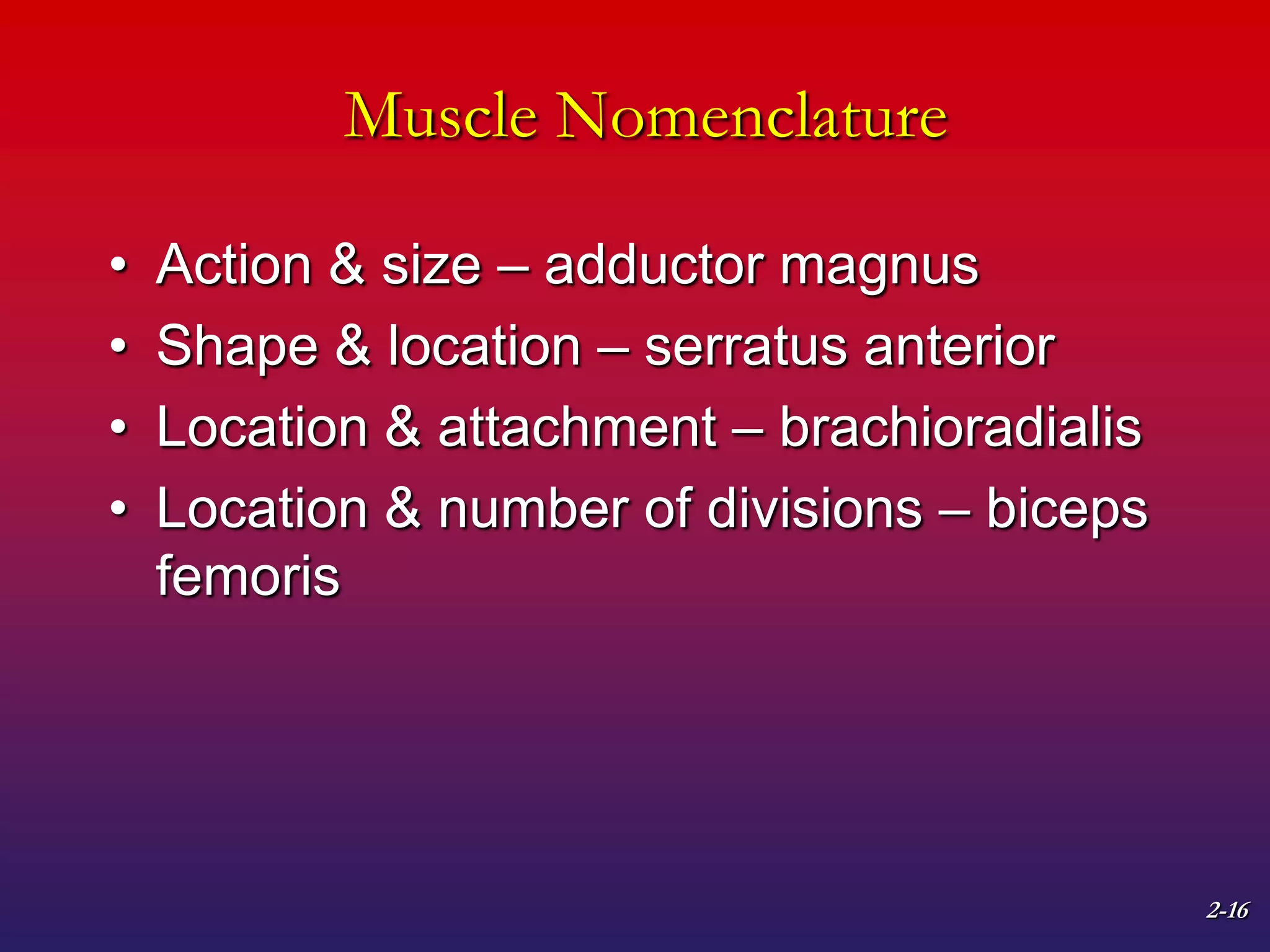 2-16
Muscle Nomenclature
• Action & size – adductor magnus
• Shape & location – serratus anterior
• Location & attachment – brachioradialis
• Location & number of divisions – biceps
femoris
 