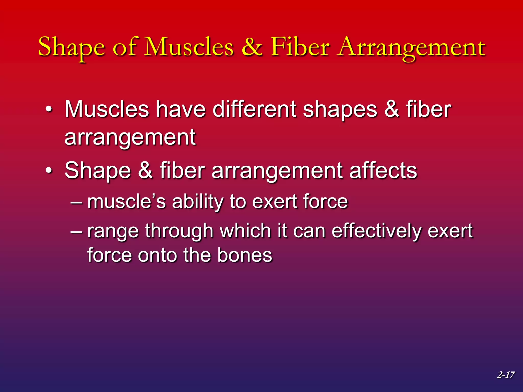 2-17
Shape of Muscles & Fiber Arrangement
• Muscles have different shapes & fiber
arrangement
• Shape & fiber arrangement affects
– muscle’s ability to exert force
– range through which it can effectively exert
force onto the bones
 