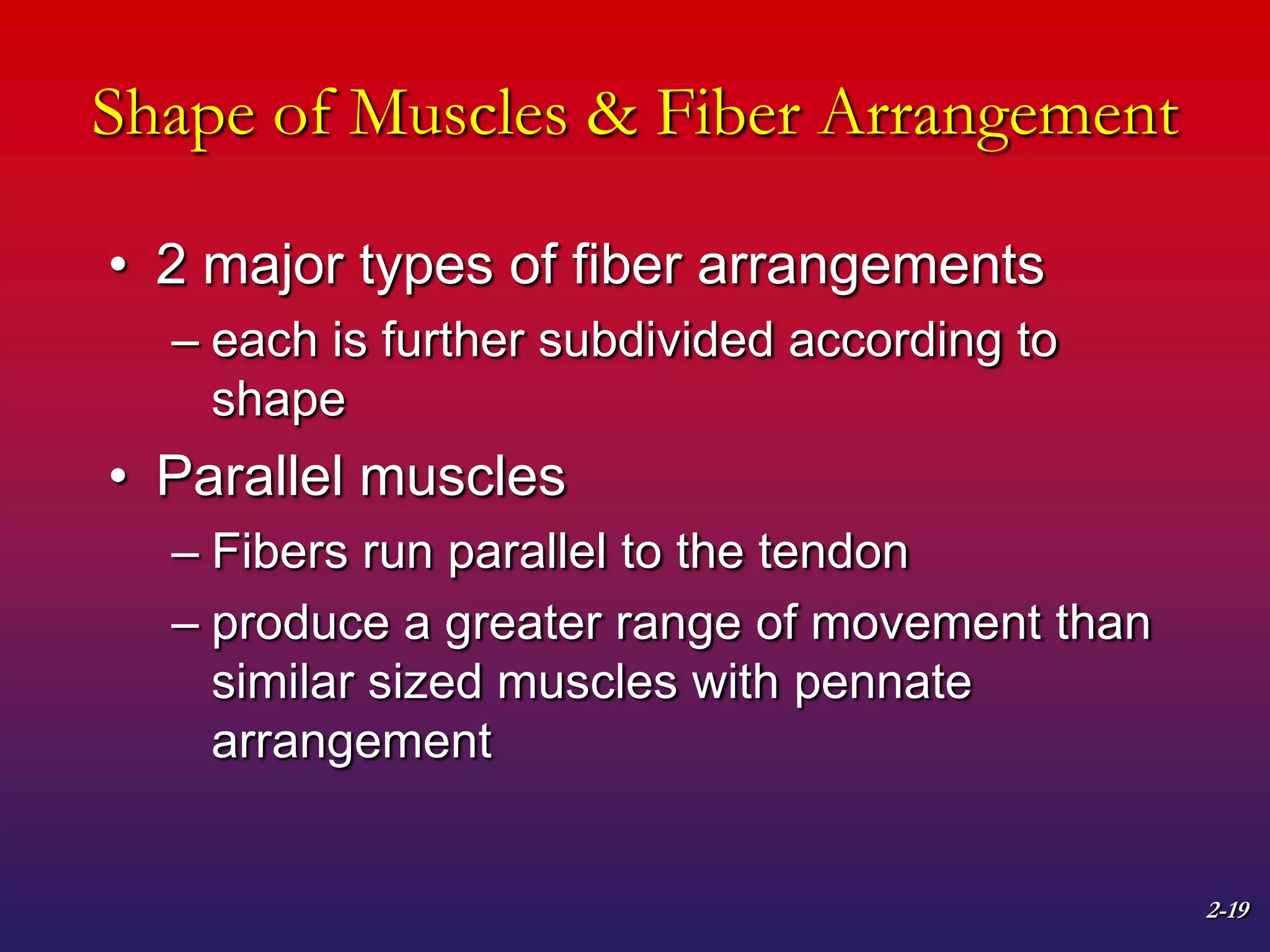 2-19
Shape of Muscles & Fiber Arrangement
• 2 major types of fiber arrangements
– each is further subdivided according to
shape
• Parallel muscles
– Fibers run parallel to the tendon
– produce a greater range of movement than
similar sized muscles with pennate
arrangement
 