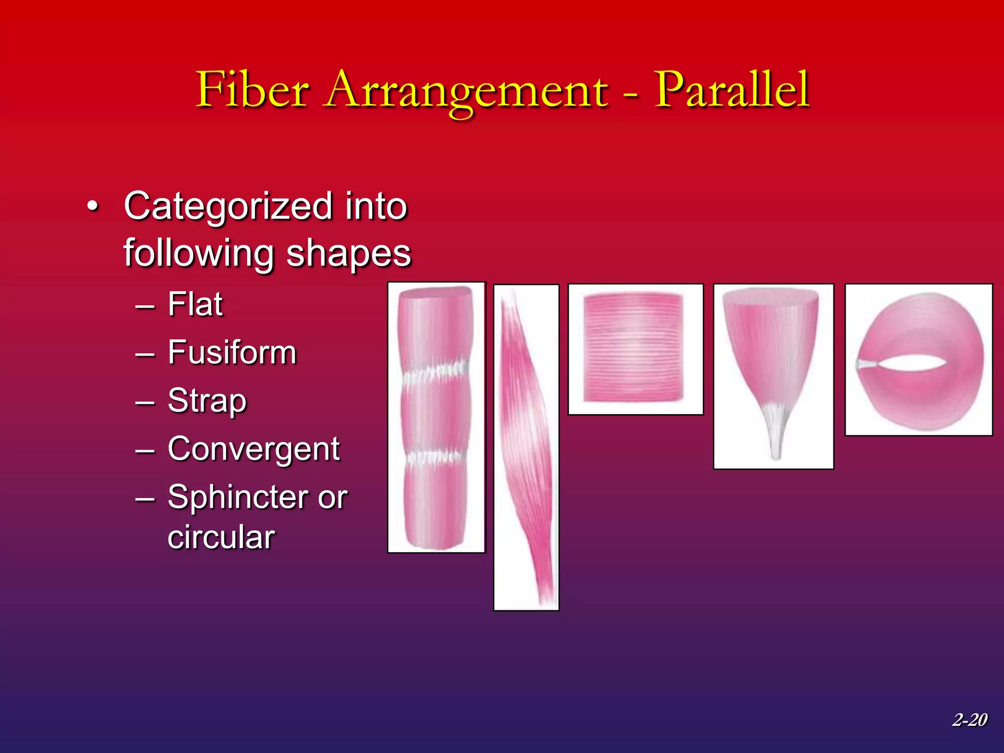 2-20
Fiber Arrangement - Parallel
• Categorized into
following shapes
– Flat
– Fusiform
– Strap
– Convergent
– Sphincter or
circular
 