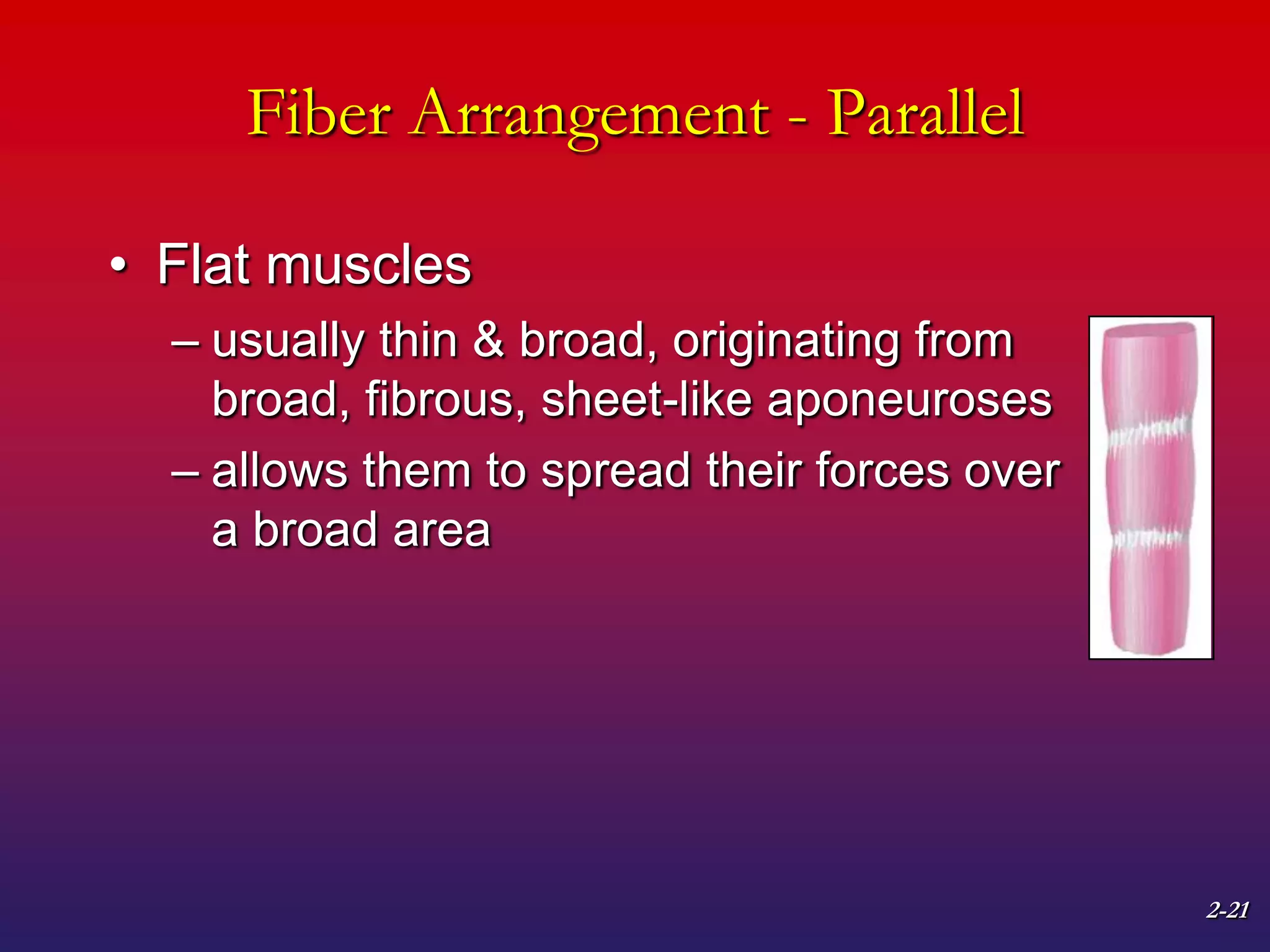 2-21
Fiber Arrangement - Parallel
• Flat muscles
– usually thin & broad, originating from
broad, fibrous, sheet-like aponeuroses
– allows them to spread their forces over
a broad area
 