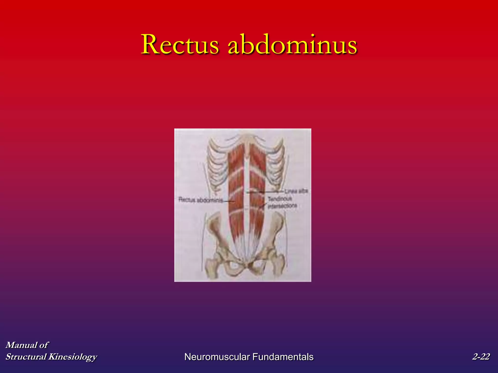 Rectus abdominus
Manual of
Structural Kinesiology Neuromuscular Fundamentals 2-22
 