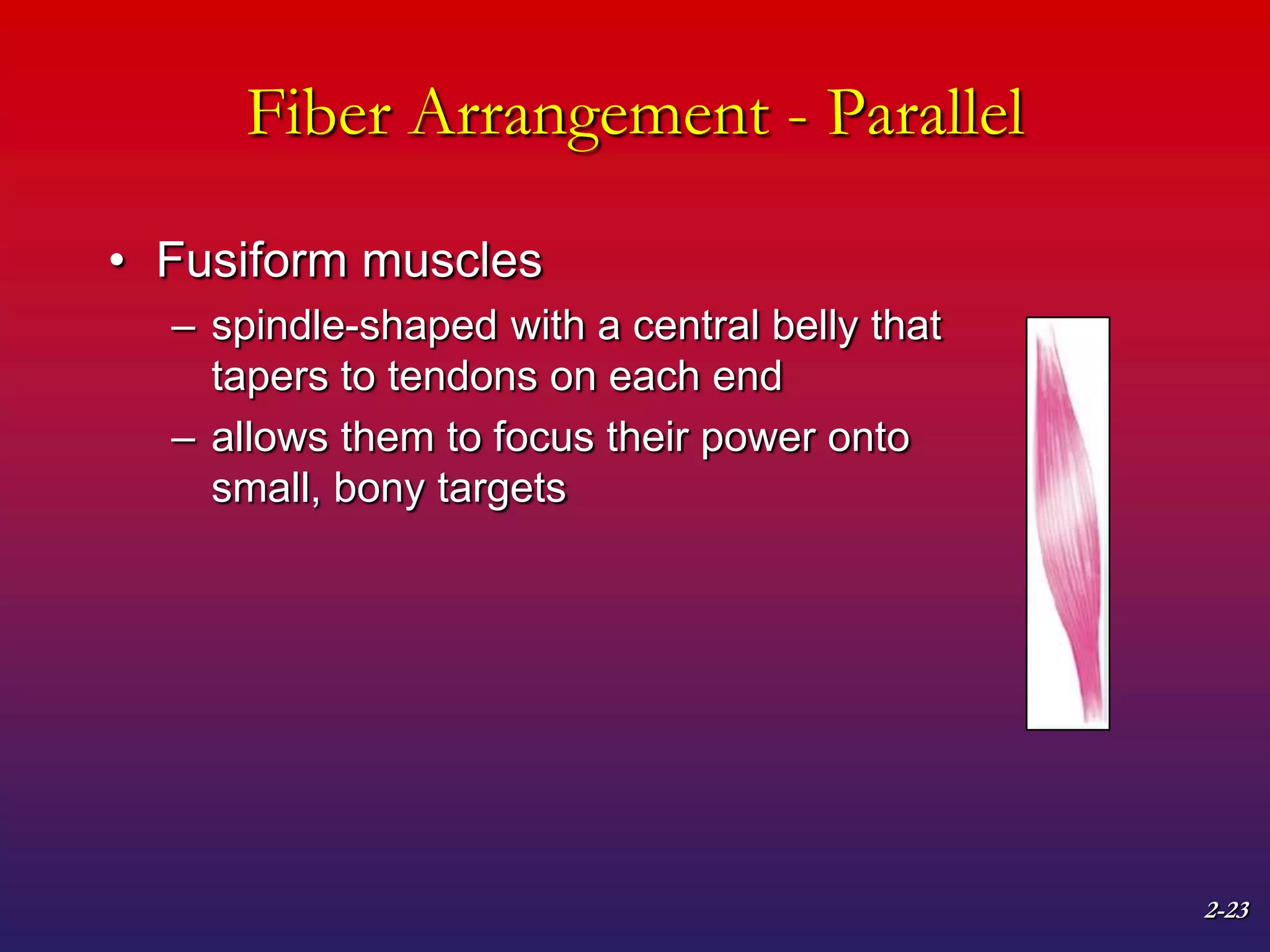 2-23
Fiber Arrangement - Parallel
• Fusiform muscles
– spindle-shaped with a central belly that
tapers to tendons on each end
– allows them to focus their power onto
small, bony targets
 