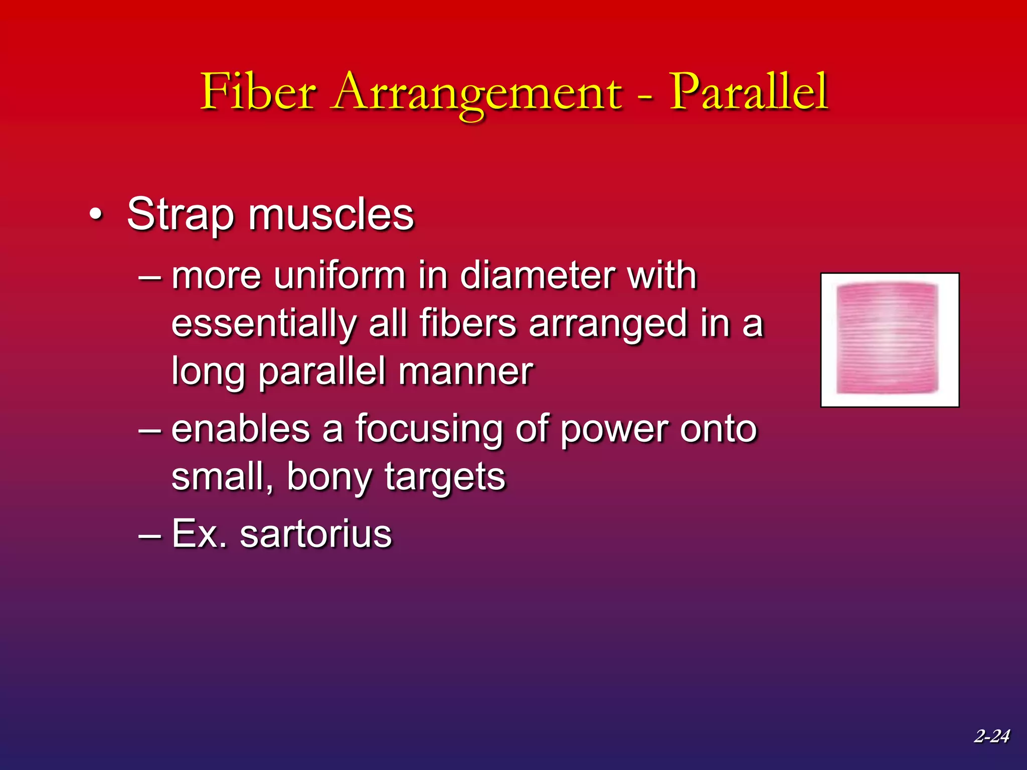 2-24
Fiber Arrangement - Parallel
• Strap muscles
– more uniform in diameter with
essentially all fibers arranged in a
long parallel manner
– enables a focusing of power onto
small, bony targets
– Ex. sartorius
 