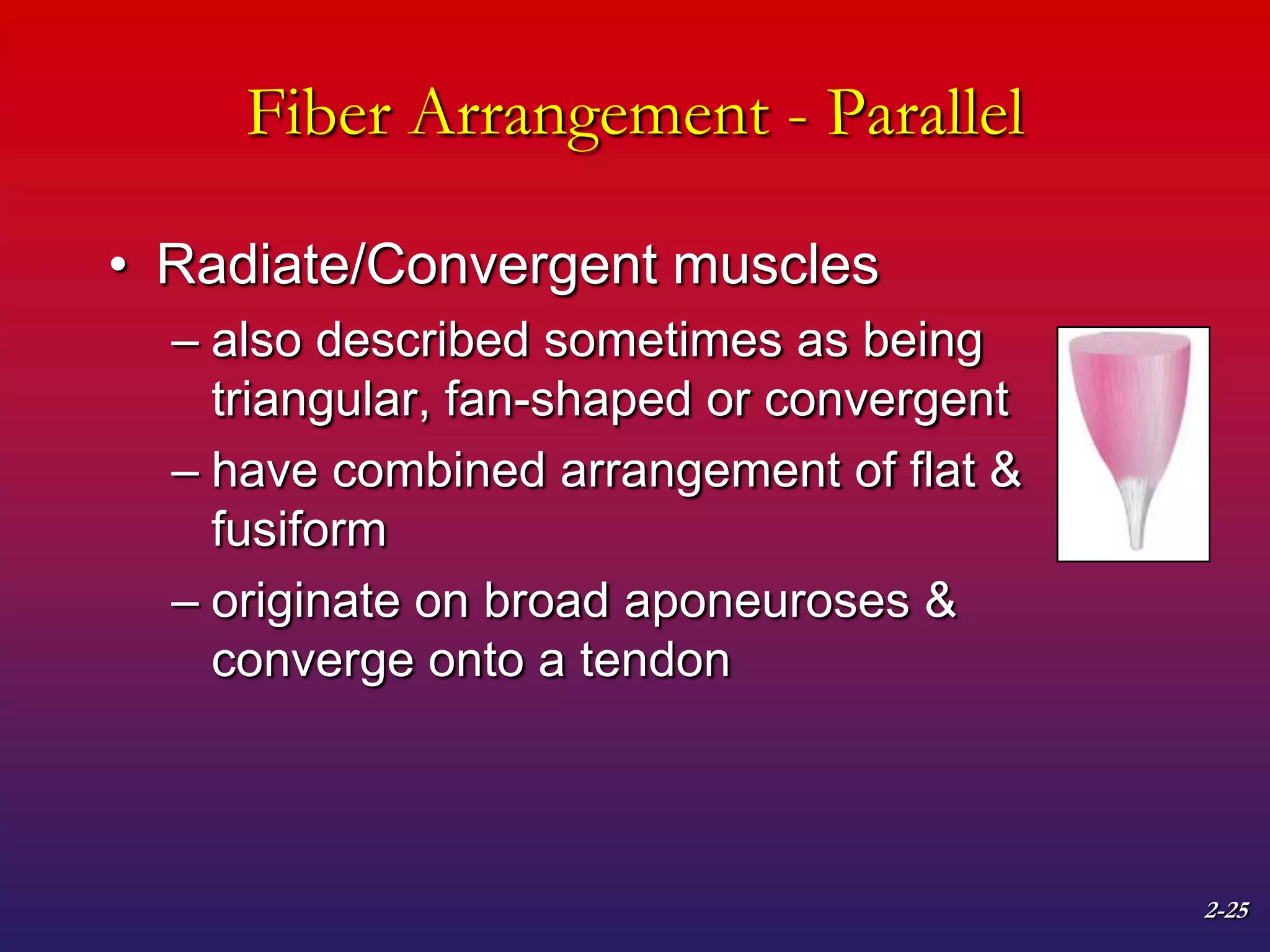 2-25
Fiber Arrangement - Parallel
• Radiate/Convergent muscles
– also described sometimes as being
triangular, fan-shaped or convergent
– have combined arrangement of flat &
fusiform
– originate on broad aponeuroses &
converge onto a tendon
 