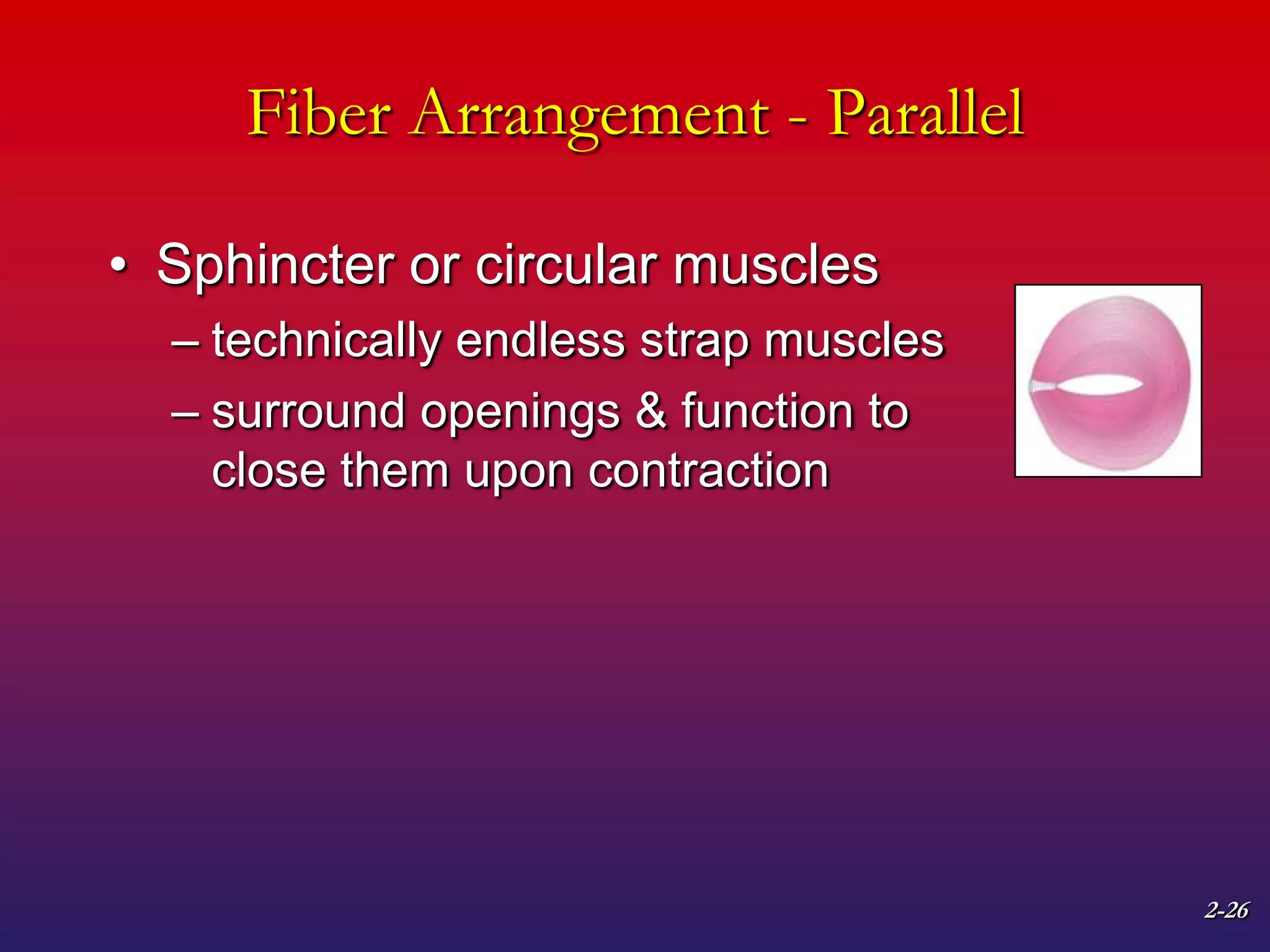 2-26
Fiber Arrangement - Parallel
• Sphincter or circular muscles
– technically endless strap muscles
– surround openings & function to
close them upon contraction
 