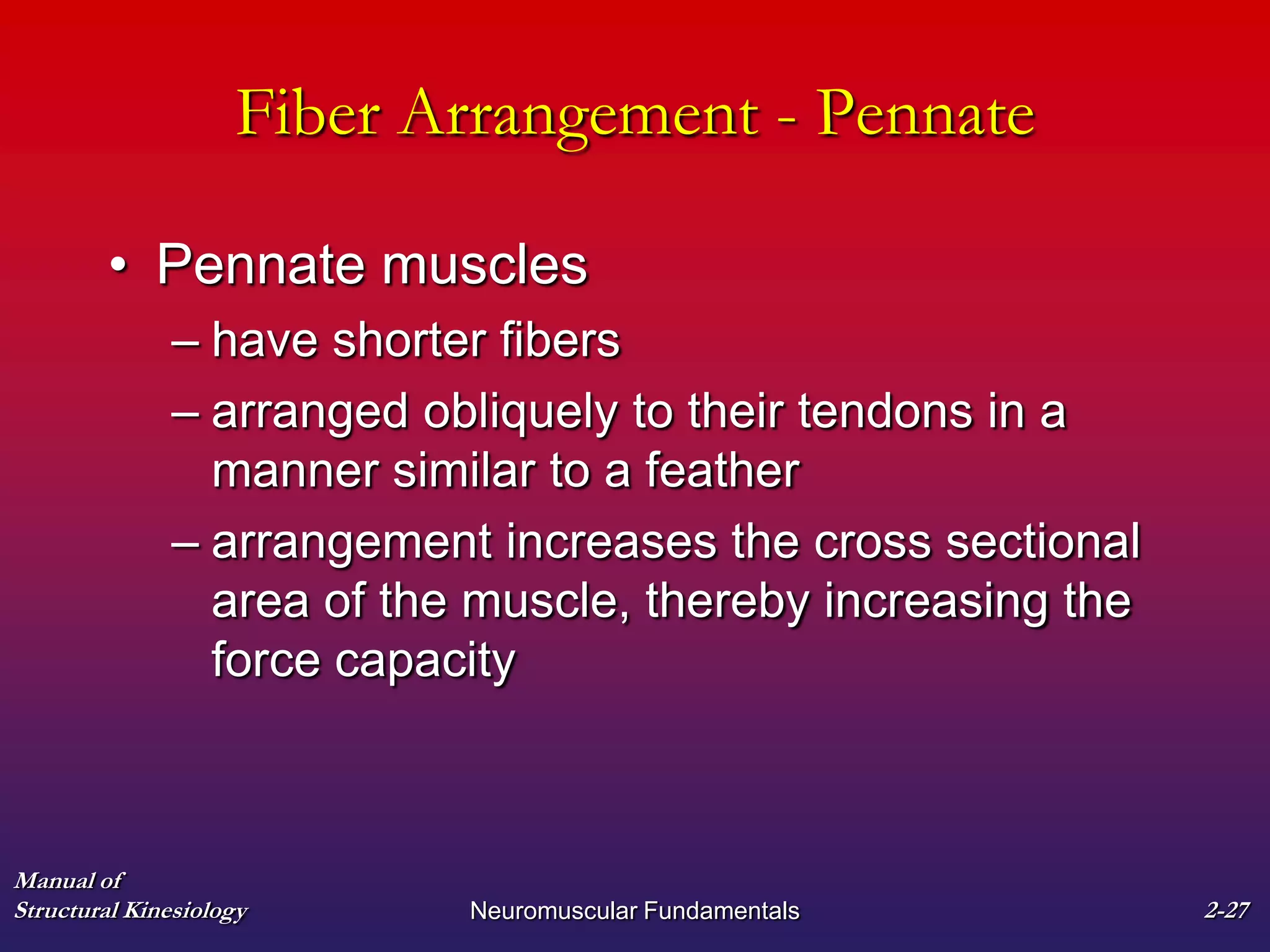 Manual of
Structural Kinesiology Neuromuscular Fundamentals 2-27
Fiber Arrangement - Pennate
• Pennate muscles
– have shorter fibers
– arranged obliquely to their tendons in a
manner similar to a feather
– arrangement increases the cross sectional
area of the muscle, thereby increasing the
force capacity
 