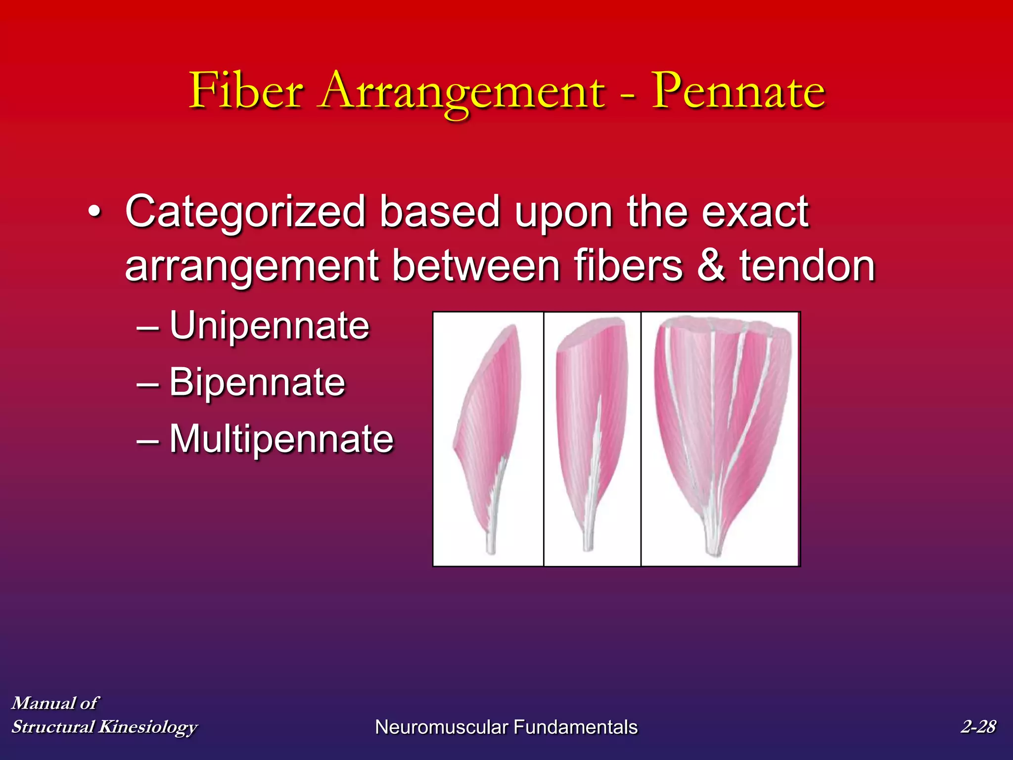 Manual of
Structural Kinesiology Neuromuscular Fundamentals 2-28
Fiber Arrangement - Pennate
• Categorized based upon the exact
arrangement between fibers & tendon
– Unipennate
– Bipennate
– Multipennate
 