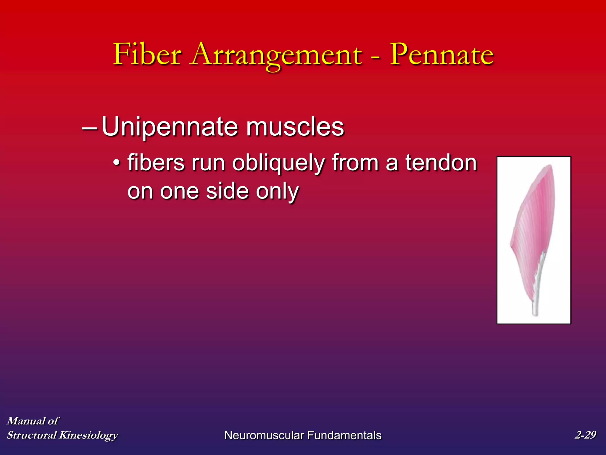 Manual of
Structural Kinesiology Neuromuscular Fundamentals 2-29
Fiber Arrangement - Pennate
–Unipennate muscles
• fibers run obliquely from a tendon
on one side only
 