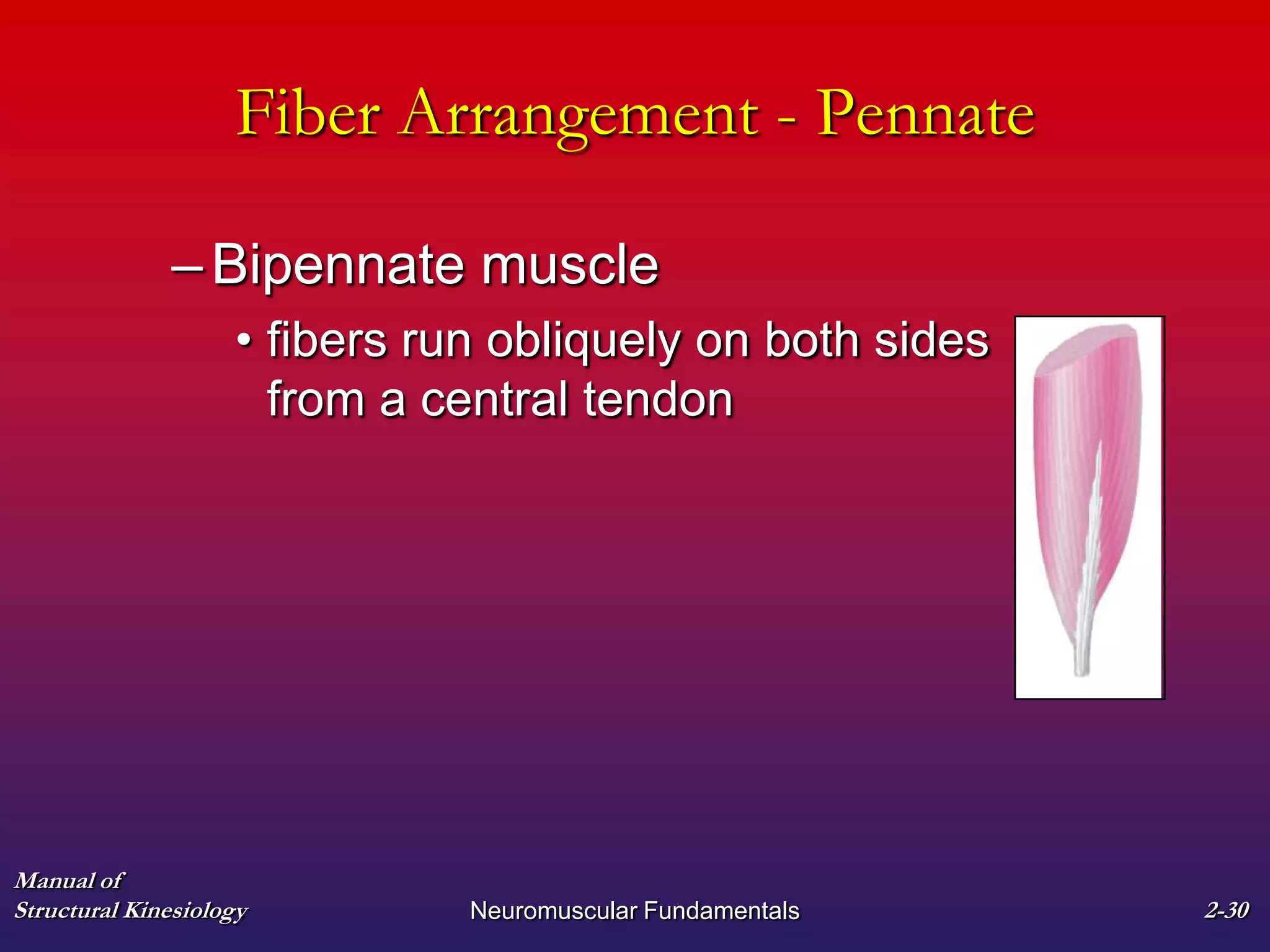 Manual of
Structural Kinesiology Neuromuscular Fundamentals 2-30
Fiber Arrangement - Pennate
–Bipennate muscle
• fibers run obliquely on both sides
from a central tendon
 