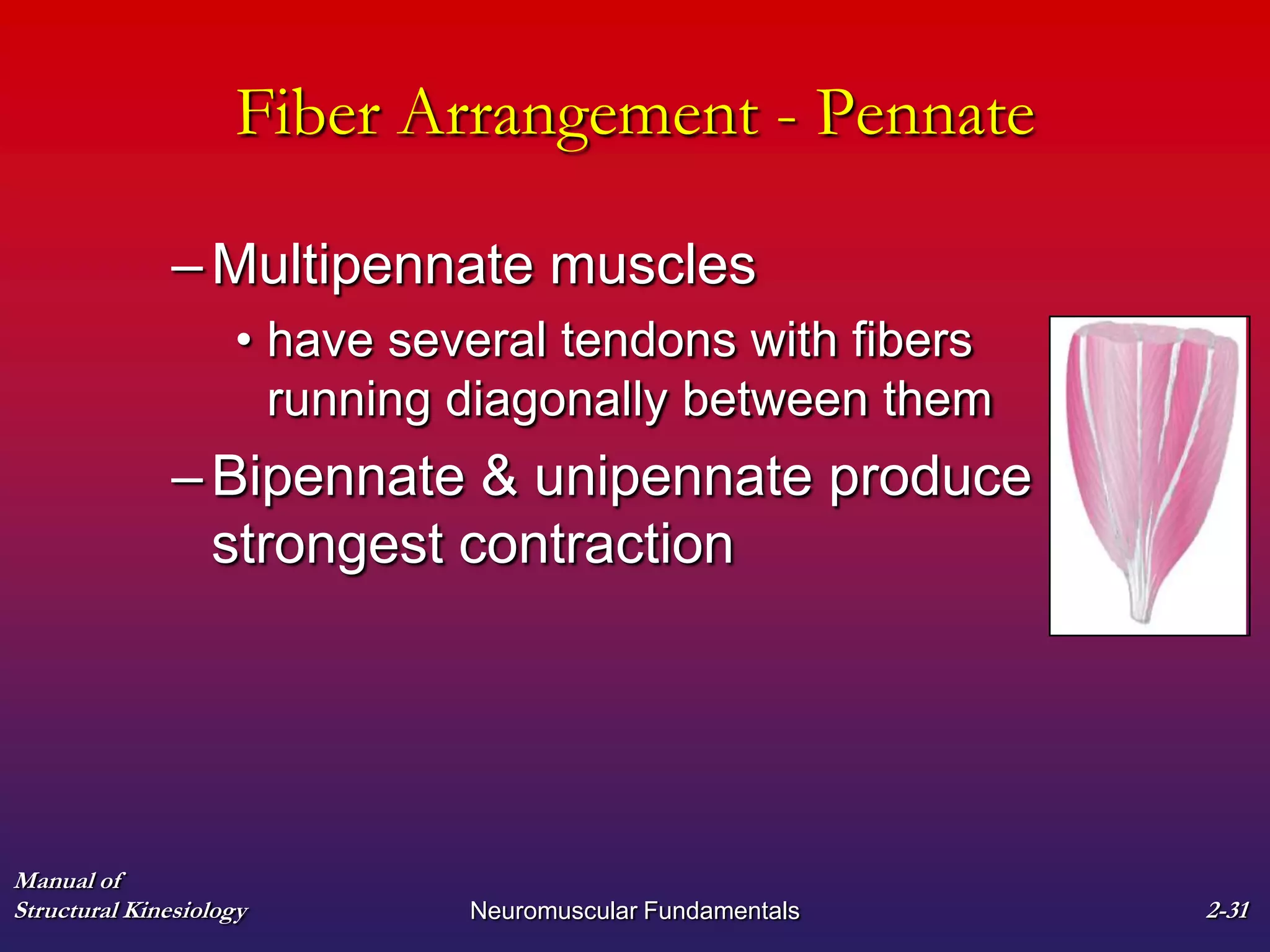 Manual of
Structural Kinesiology Neuromuscular Fundamentals 2-31
Fiber Arrangement - Pennate
–Multipennate muscles
• have several tendons with fibers
running diagonally between them
–Bipennate & unipennate produce
strongest contraction
 