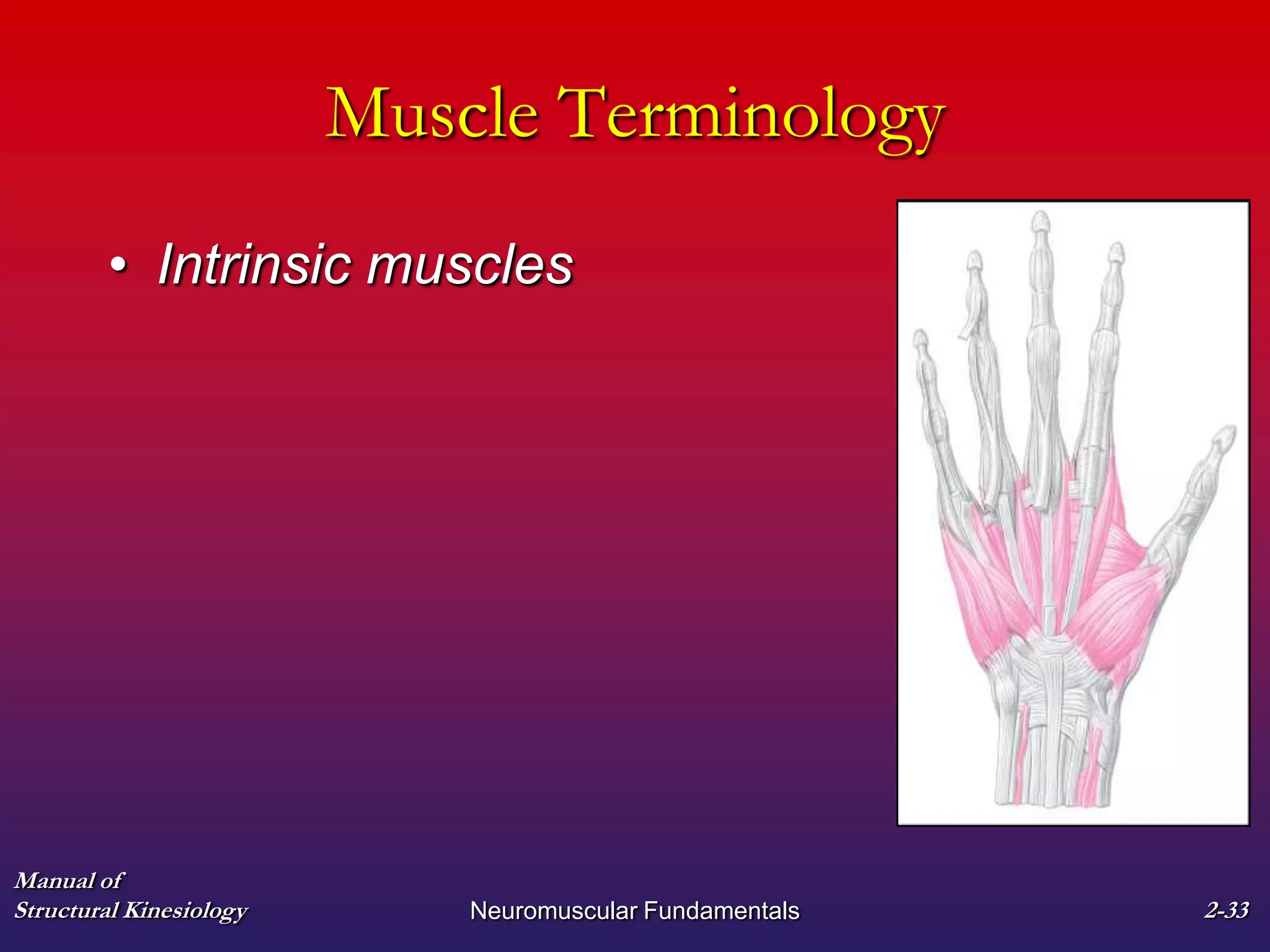 Manual of
Structural Kinesiology Neuromuscular Fundamentals 2-33
Muscle Terminology
• Intrinsic muscles
 