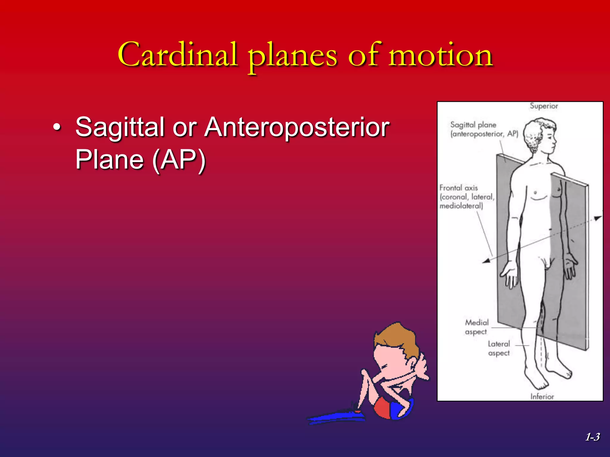 1-3
Cardinal planes of motion
• Sagittal or Anteroposterior
Plane (AP)
 