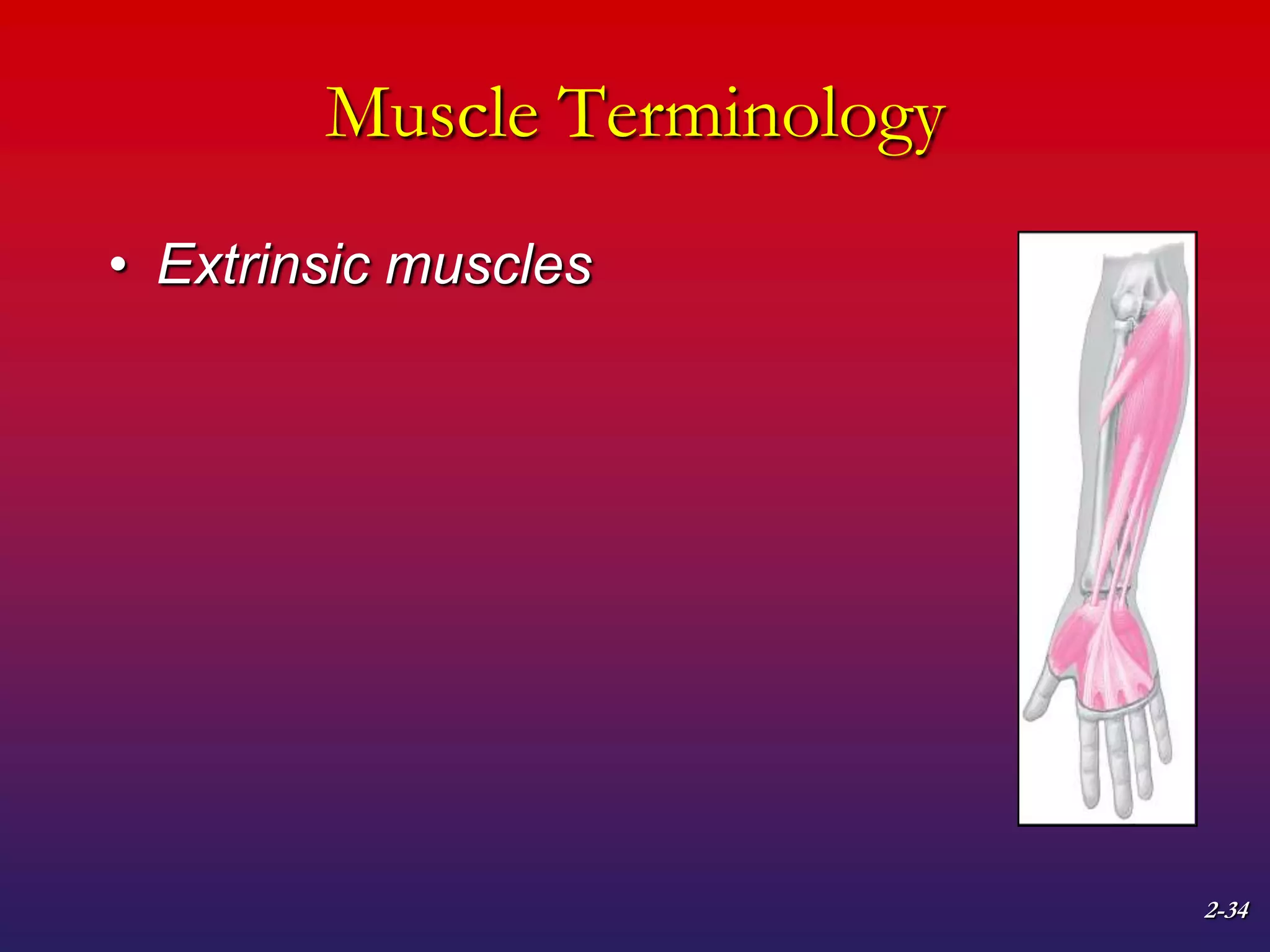 2-34
Muscle Terminology
• Extrinsic muscles
 
