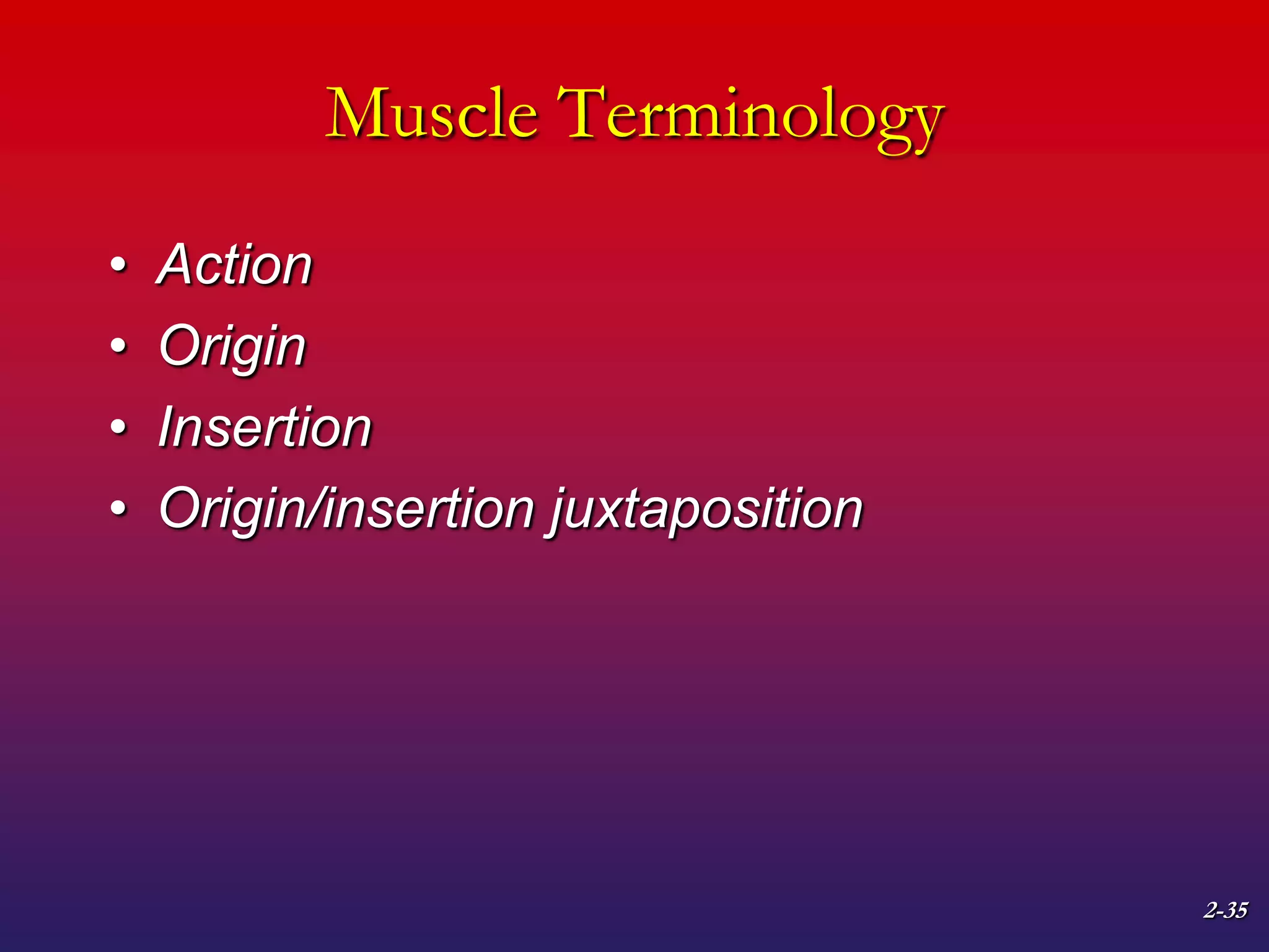 2-35
Muscle Terminology
• Action
• Origin
• Insertion
• Origin/insertion juxtaposition
 