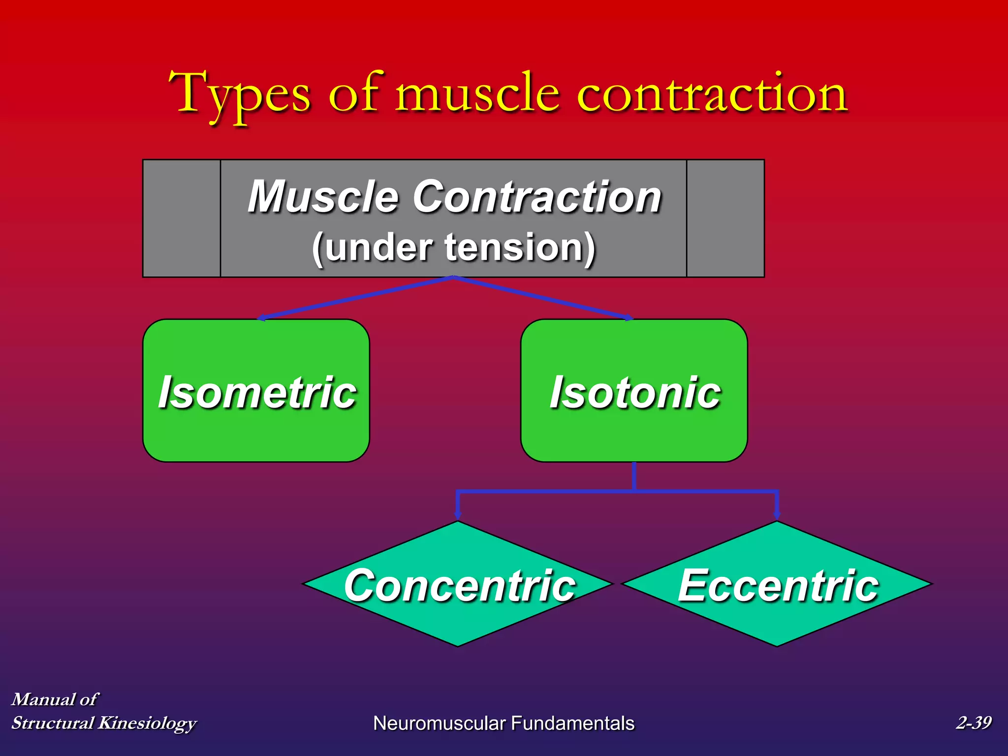 Manual of
Structural Kinesiology Neuromuscular Fundamentals 2-39
Types of muscle contraction
Muscle Contraction
(under tension)
Isometric Isotonic
EccentricConcentric
 