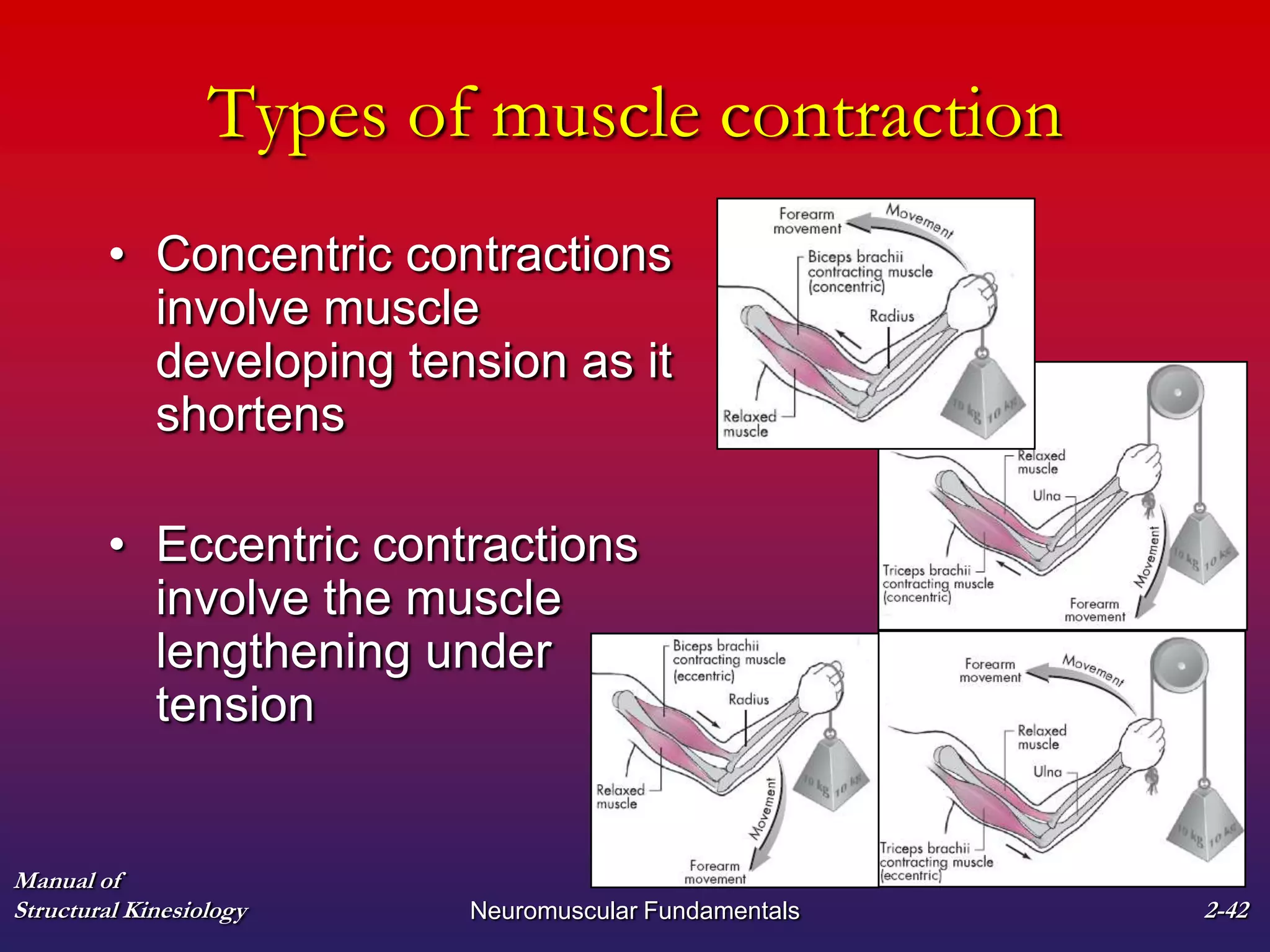 Manual of
Structural Kinesiology Neuromuscular Fundamentals 2-42
Types of muscle contraction
• Concentric contractions
involve muscle
developing tension as it
shortens
• Eccentric contractions
involve the muscle
lengthening under
tension
 