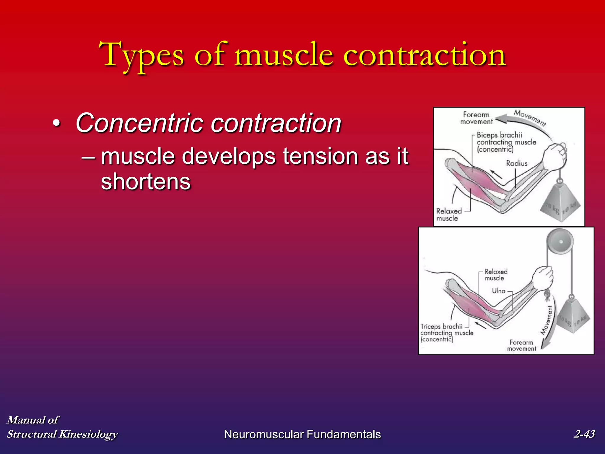 Manual of
Structural Kinesiology Neuromuscular Fundamentals 2-43
Types of muscle contraction
• Concentric contraction
– muscle develops tension as it
shortens
 