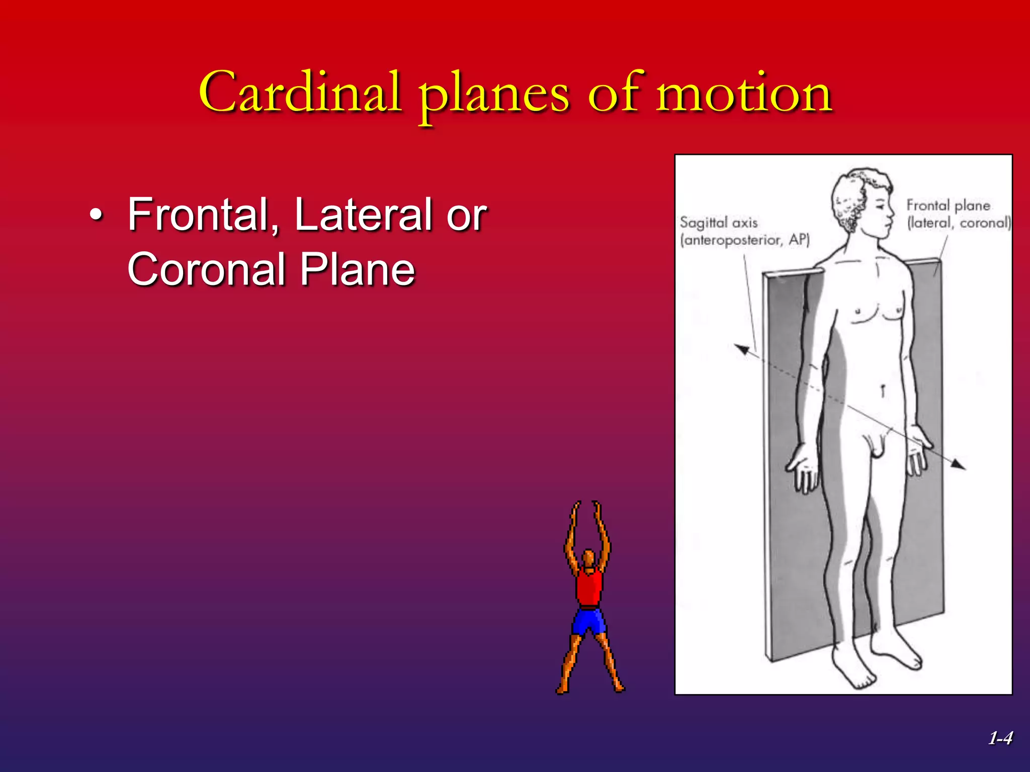 1-4
Cardinal planes of motion
• Frontal, Lateral or
Coronal Plane
 