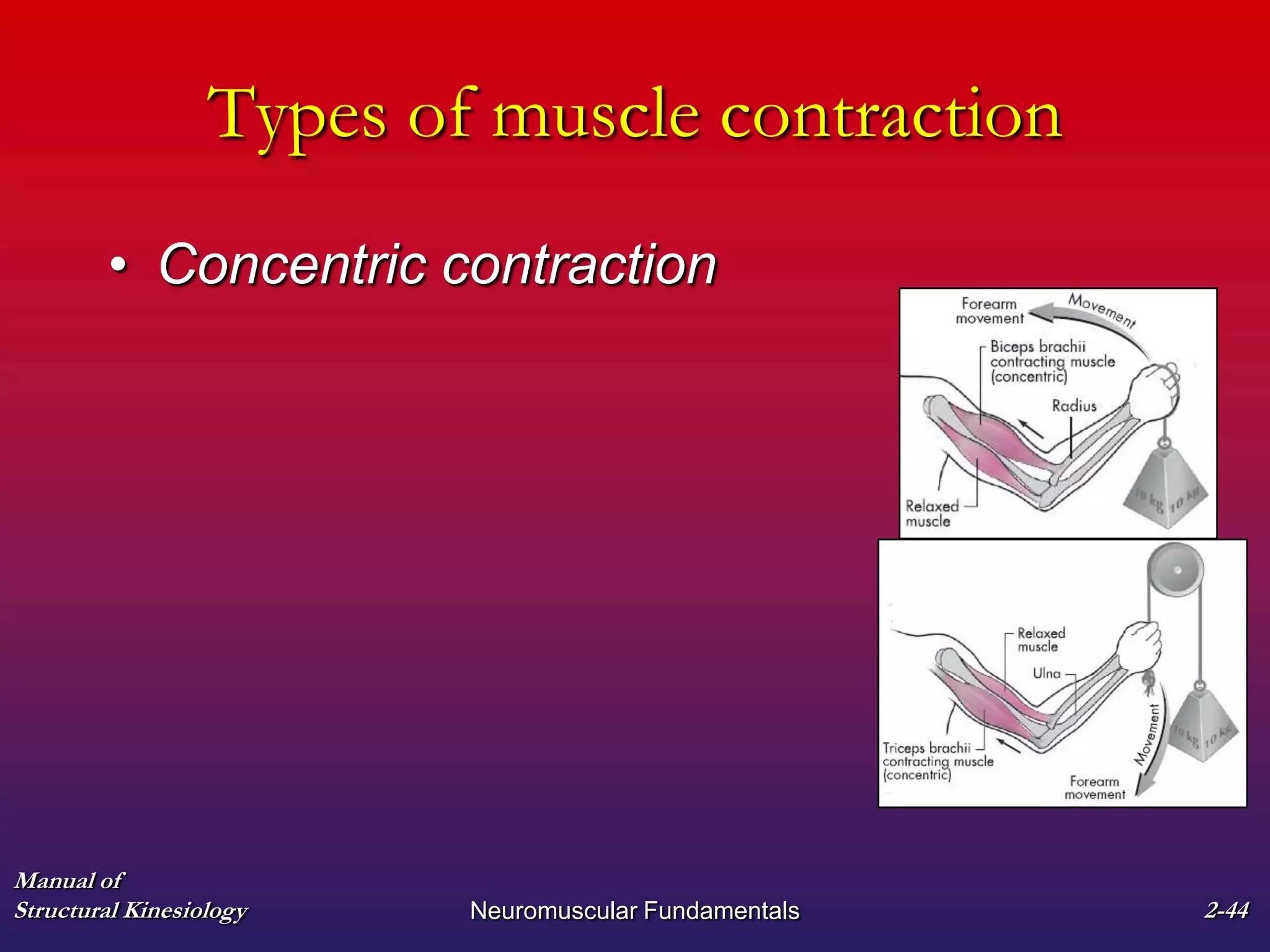 Manual of
Structural Kinesiology Neuromuscular Fundamentals 2-44
Types of muscle contraction
• Concentric contraction
 