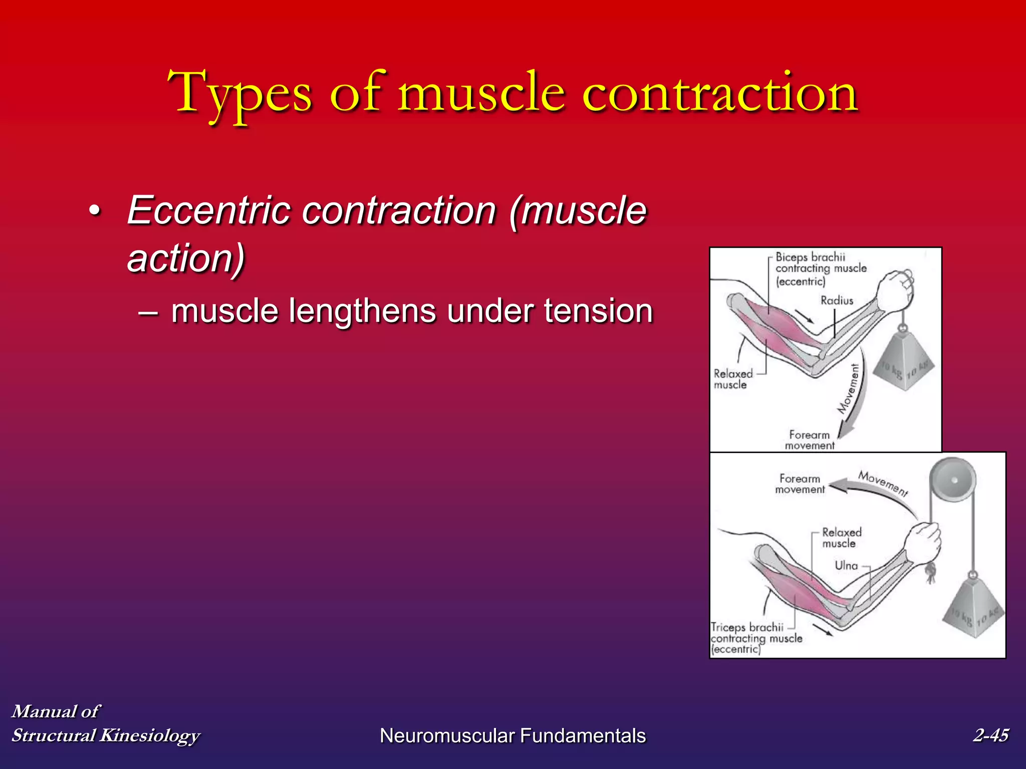 Manual of
Structural Kinesiology Neuromuscular Fundamentals 2-45
Types of muscle contraction
• Eccentric contraction (muscle
action)
– muscle lengthens under tension
 