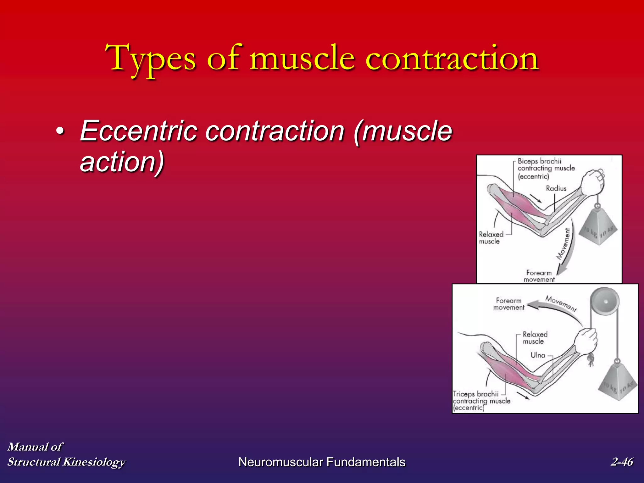 Manual of
Structural Kinesiology Neuromuscular Fundamentals 2-46
Types of muscle contraction
• Eccentric contraction (muscle
action)
 