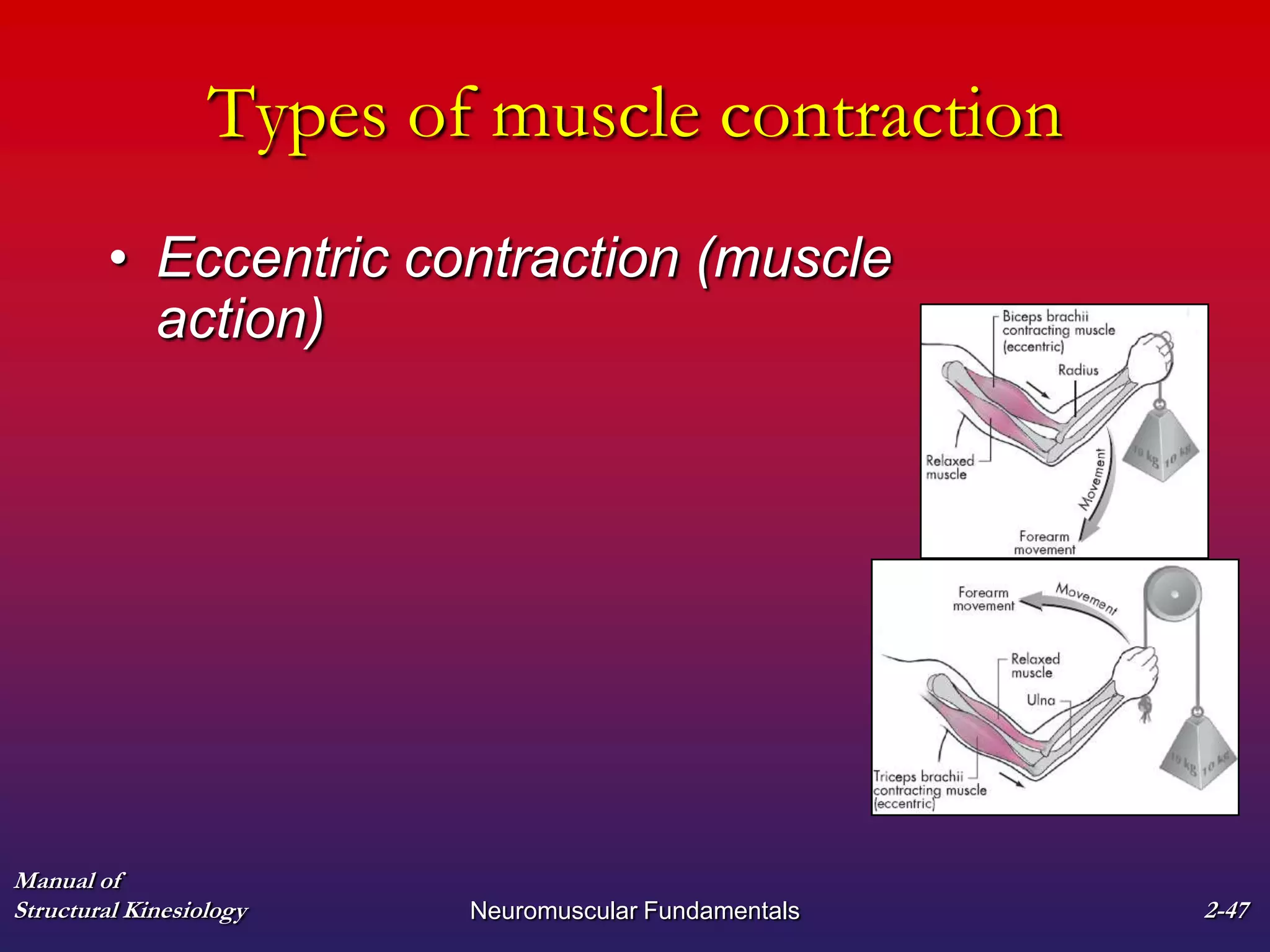 Manual of
Structural Kinesiology Neuromuscular Fundamentals 2-47
Types of muscle contraction
• Eccentric contraction (muscle
action)
 