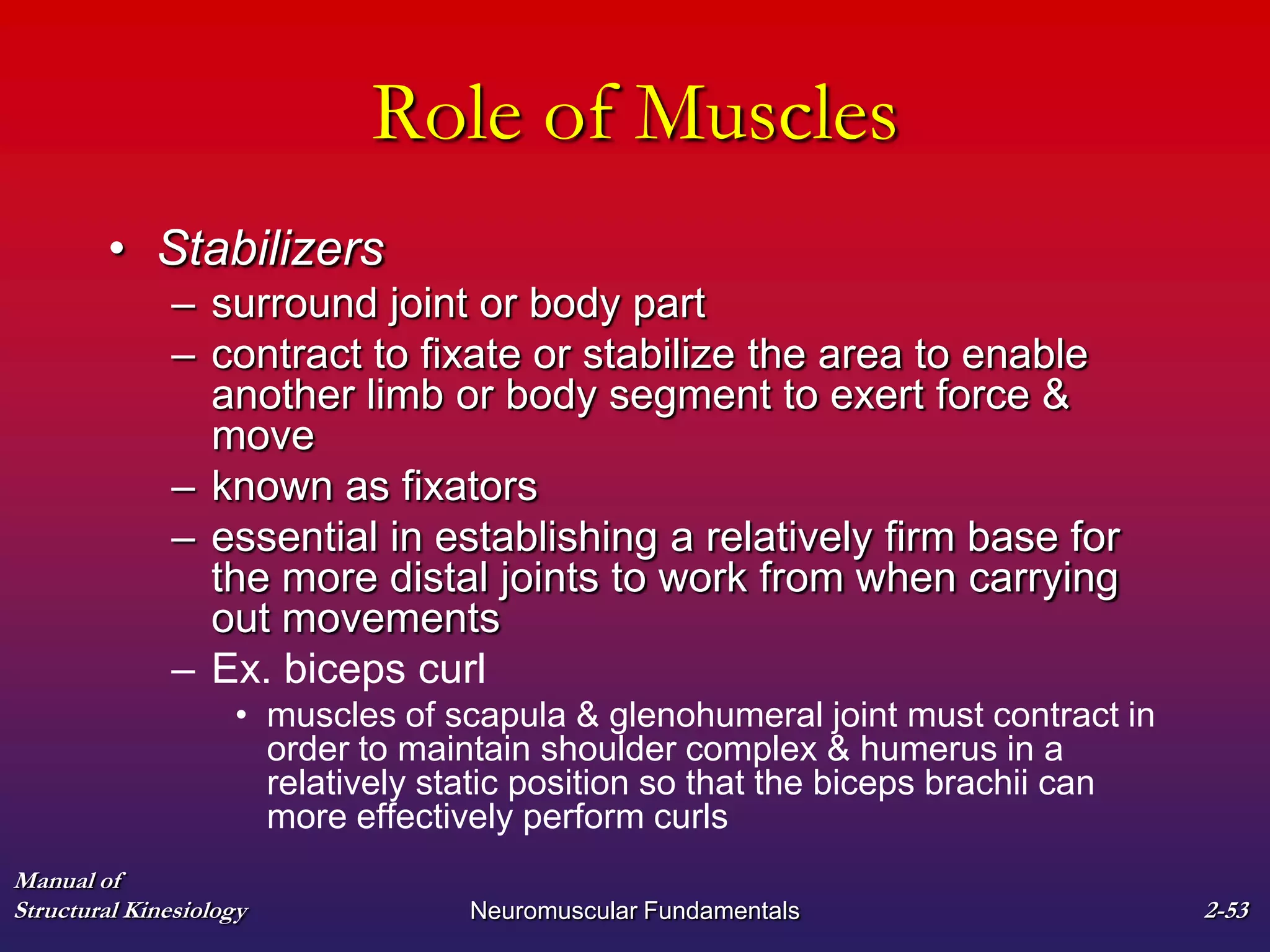 Manual of
Structural Kinesiology Neuromuscular Fundamentals 2-53
Role of Muscles
• Stabilizers
– surround joint or body part
– contract to fixate or stabilize the area to enable
another limb or body segment to exert force &
move
– known as fixators
– essential in establishing a relatively firm base for
the more distal joints to work from when carrying
out movements
– Ex. biceps curl
• muscles of scapula & glenohumeral joint must contract in
order to maintain shoulder complex & humerus in a
relatively static position so that the biceps brachii can
more effectively perform curls
 