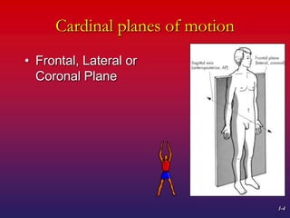 Normal Cardinal Plane Kinesiology planes of motion copy-1 | PPTX
