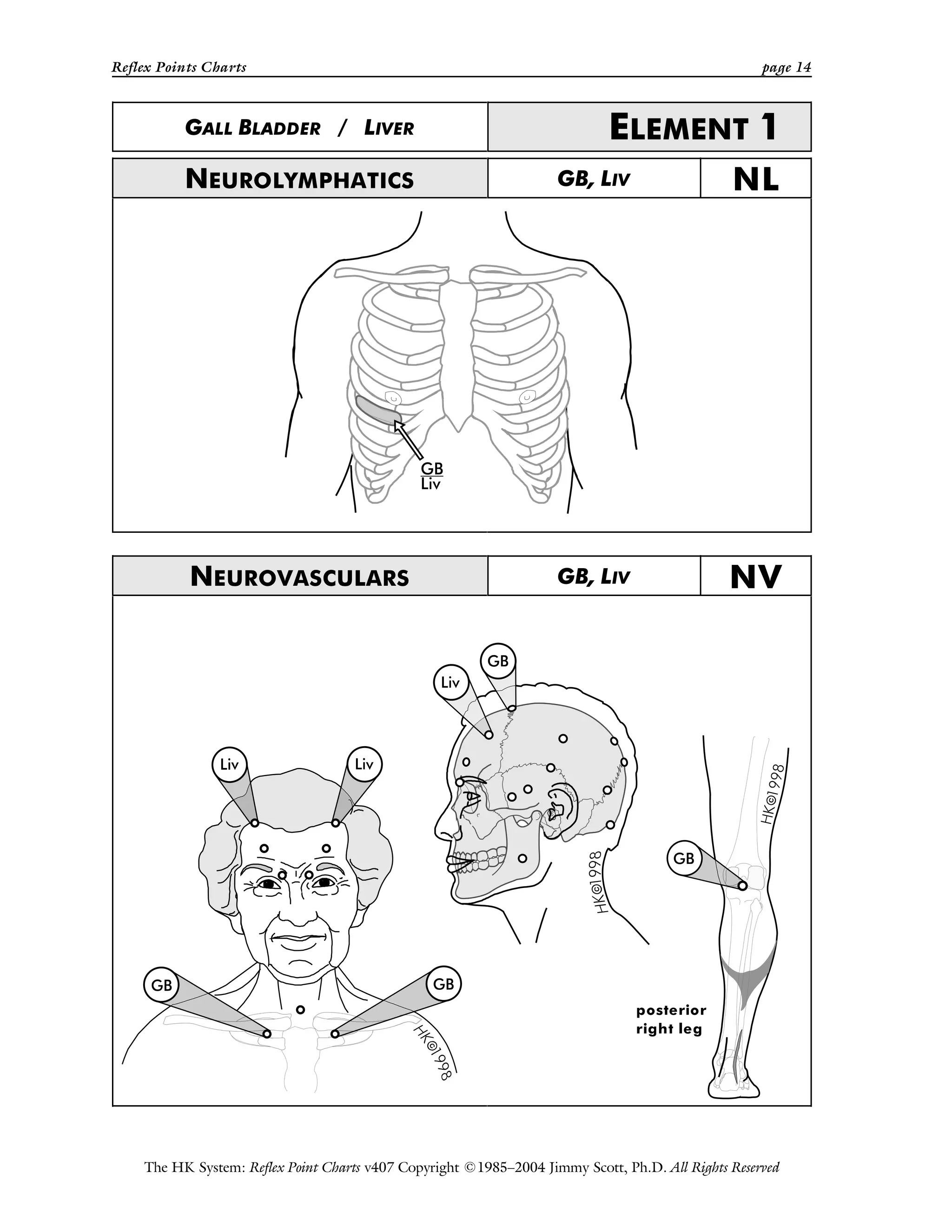 Reflex Points Charts page 14
The HK System: Reflex Point Charts v407 Copyright ©1985–2004 Jimmy Scott, Ph.D. All Rights Reserved
GALL BLADDER / LIVER ELEMENT 1
NEUROLYMPHATICS GB, LIV NL
NEUROVASCULARS GB, LIV NV
posterior
right leg
 