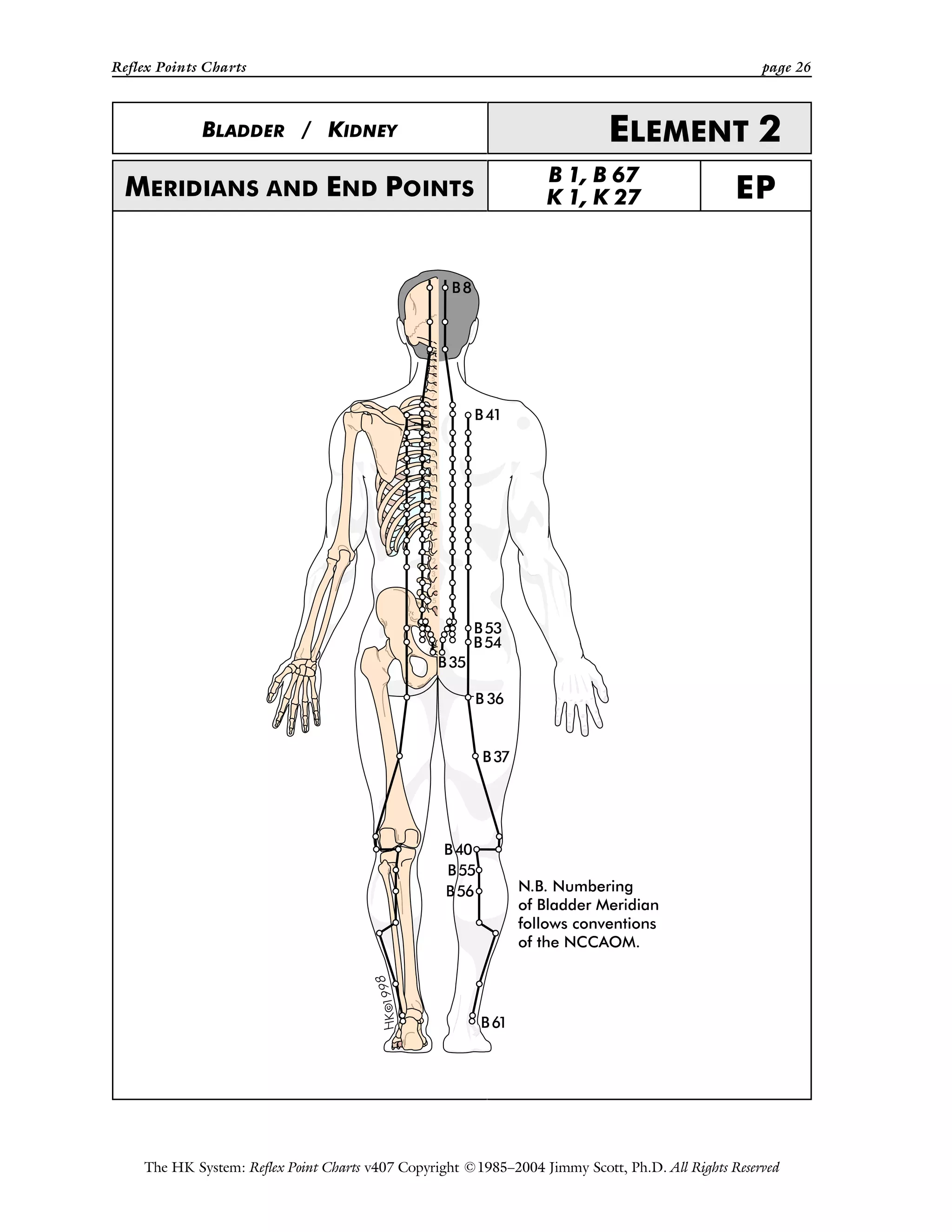 Reflex Points Charts page 26
The HK System: Reflex Point Charts v407 Copyright ©1985–2004 Jimmy Scott, Ph.D. All Rights Reserved
BLADDER / KIDNEY ELEMENT 2
MERIDIANS AND END POINTS
B 1, B 67
K 1, K 27 EP
 