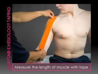 Measure the length of muscle with tape
 