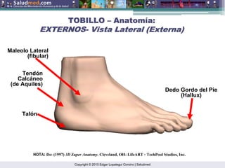 Copyright © 2015 Edgar Lopategui Corsino | Saludmed
Maleolo Lateral
(fibular)
Talón
Tendón
Calcáneo
(de Aquiles)
Dedo Gordo del Pie
(Hallux)
TOBILLO
TOBILLO –
– Anatom
Anatomí
ía:
a:
EXTERNOS
EXTERNOS-
- Vista Lateral (Externa)
Vista Lateral (Externa)
NOTA: De: (1997) 3D Super Anatomy. Cleveland, OH: LifeART – TechPool Studios, Inc.
 