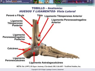 Copyright © 2015 Edgar Lopategui Corsino | Saludmed
NOTA: De: (1997) 3D Super Anatomy. Cleveland, OH: LifeART – TechPool Studios, Inc.
Ligamento
Tibioperoneo
Posterior
Calcáneo
Peroné o Fíbula Tibia Ligamento Tibioperoneo Anterior
Ligamento Peroneoastragalino
Anterior
Ligamento
Peroneoastragalino
Posterior
Ligamento
Peroneocalcáneo
Ligamento Astralagocalcáneo
TOBILLO
TOBILLO –
– Anatom
Anatomí
ía:
a:
HUESOS Y LIGAMENTOS
HUESOS Y LIGAMENTOS-
- Vista Lateral
Vista Lateral
 