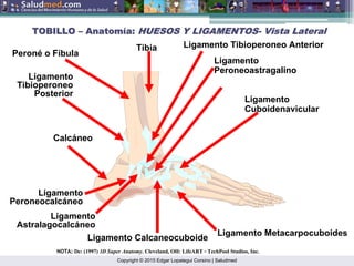 Copyright © 2015 Edgar Lopategui Corsino | Saludmed
NOTA: De: (1997) 3D Super Anatomy. Cleveland, OH: LifeART – TechPool Studios, Inc.
Ligamento Metacarpocuboides
Ligamento
Peroneocalcáneo
Ligamento Tibioperoneo Anterior
Ligamento
Peroneoastragalino
Ligamento Calcaneocuboide
Ligamento
Tibioperoneo
Posterior
Calcáneo
Peroné o Fíbula
Tibia
Ligamento
Cuboidenavicular
Ligamento
Astralagocalcáneo
TOBILLO
TOBILLO –
– Anatom
Anatomí
ía:
a: HUESOS Y LIGAMENTOS
HUESOS Y LIGAMENTOS-
- Vista Lateral
Vista Lateral
 
