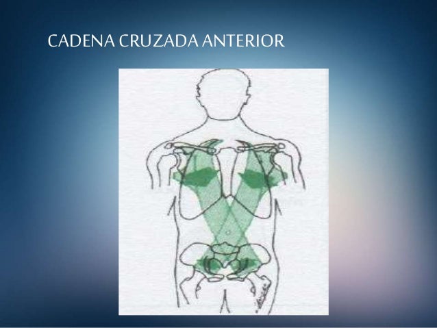 cadenas musculares anteriores kinesioterapia cadenas musculares cadenas musculares anteriores kinesioterapia cadenas musculares