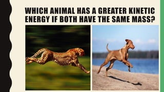 WHICH ANIMAL HAS A GREATER KINETIC
ENERGY IF BOTH HAVE THE SAME MASS?
 