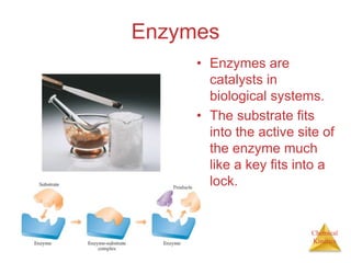 Chemical
Kinetics
Enzymes
• Enzymes are
catalysts in
biological systems.
• The substrate fits
into the active site of
the enzyme much
like a key fits into a
lock.
 