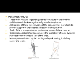  PES ANSERINUS:
1. These three muscles together appear to contribute to the dynamic
stabilization of the knee against valgus and rotary forces.
2. At least one of these three muscles of the pes anserinus is available to
provide support to the knee regardless of the hip position.
3. Each of the primary motor nerves innervates one of these muscles.
4. Organization established to guarantee the availability of some dynamic
stabilization of the medial side of the knee.
5. Many sports activities require running and quick turning, including
soccer and tennis
 