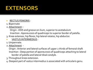  RECTUS FEMORIS :
1. Bipennate
2. Attachment –
Origin : ASIS and groove on ilium, superior to acetabulum
Insertion : Aponeurosis of quadriceps to superior border of patella.
3. Knee extensor, hip flexor, hip lateral rotator, hip abductor.
 VASTUS INTERMEDIUS :
1. Unipennate.
2. Attachment -
Origin :Anterior and lateral surfaces of upper 2 thirds of femoral shaft
Insertion : Deep portion of aponeurosis of quadriceps attaching to lateral
border of patella and lateral tibial condyle.
3.Throughout knee extension.
4. Deepest part of vastus intermedius is associated with articularis genu.
 