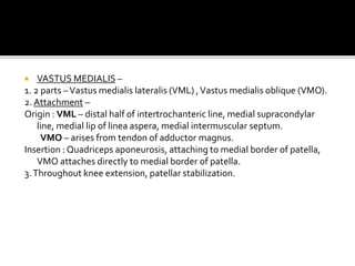  VASTUS MEDIALIS –
1. 2 parts –Vastus medialis lateralis (VML) ,Vastus medialis oblique (VMO).
2. Attachment –
Origin : VML – distal half of intertrochanteric line, medial supracondylar
line, medial lip of linea aspera, medial intermuscular septum.
VMO – arises from tendon of adductor magnus.
Insertion : Quadriceps aponeurosis, attaching to medial border of patella,
VMO attaches directly to medial border of patella.
3.Throughout knee extension, patellar stabilization.
 