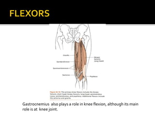 Gastrocnemius also plays a role in knee flexion, although its main
role is at knee joint.
 