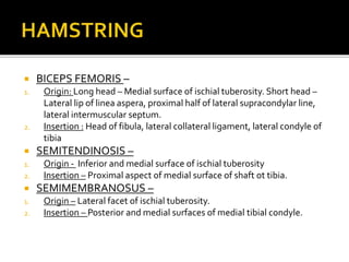  BICEPS FEMORIS –
1. Origin: Long head – Medial surface of ischial tuberosity. Short head –
Lateral lip of linea aspera, proximal half of lateral supracondylar line,
lateral intermuscular septum.
2. Insertion : Head of fibula, lateral collateral ligament, lateral condyle of
tibia
 SEMITENDINOSIS –
1. Origin - Inferior and medial surface of ischial tuberosity
2. Insertion – Proximal aspect of medial surface of shaft ot tibia.
 SEMIMEMBRANOSUS –
1. Origin – Lateral facet of ischial tuberosity.
2. Insertion – Posterior and medial surfaces of medial tibial condyle.
 
