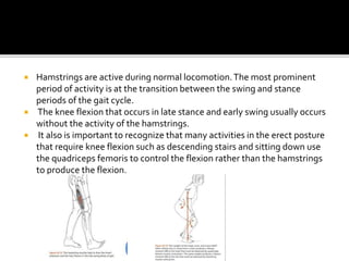  Hamstrings are active during normal locomotion.The most prominent
period of activity is at the transition between the swing and stance
periods of the gait cycle.
 The knee flexion that occurs in late stance and early swing usually occurs
without the activity of the hamstrings.
 It also is important to recognize that many activities in the erect posture
that require knee flexion such as descending stairs and sitting down use
the quadriceps femoris to control the flexion rather than the hamstrings
to produce the flexion.
 