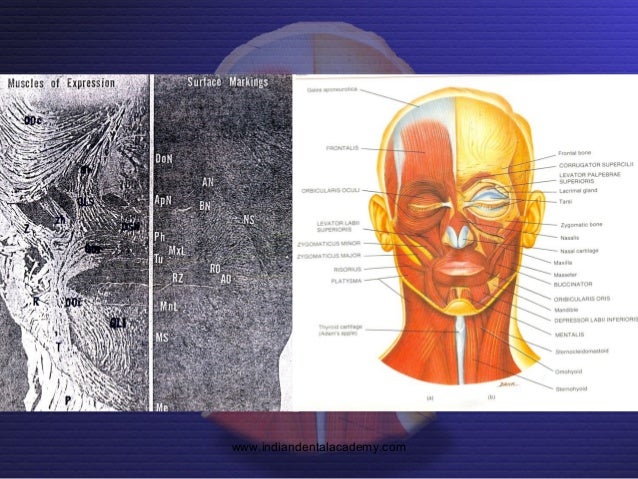 Kinetics of orofacial muscles in complete dentures /certified fixed…