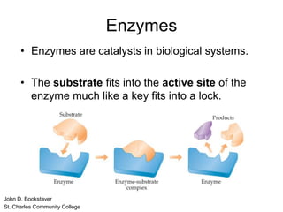 Enzymes
• Enzymes are catalysts in biological systems.
• The substrate fits into the active site of the
enzyme much like a key fits into a lock.
John D. Bookstaver
St. Charles Community College
 
