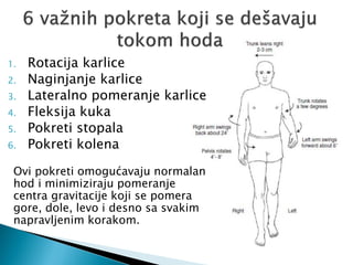 1. Rotacija karlice
2. Naginjanje karlice
3. Lateralno pomeranje karlice
4. Fleksija kuka
5. Pokreti stopala
6. Pokreti kolena
Ovi pokreti omogućavaju normalan
hod i minimiziraju pomeranje
centra gravitacije koji se pomera
gore, dole, levo i desno sa svakim
napravljenim korakom.
 